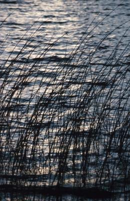 Soil impacts an ocean ecosystem, whether on the seabed or clouding the water.