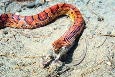 Corn snakes resemble copperheads.