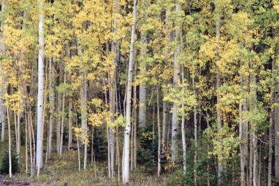 Environmental Problems in Temperate Deciduous Forests Environmental Problems in Temperate Deciduous Forests