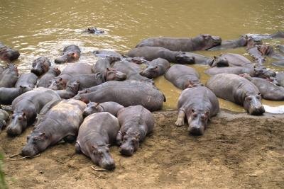 A herd of hippopotamus bathe and rest in the mud.