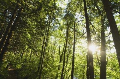 Trees can be made into thousands of products. Trees can be made into thousands of products.
