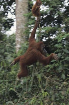 Lianas even provide a method of transporation for species like the orangutan.