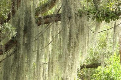 spanish moss tree download