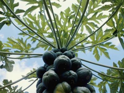 Papaya tree Papaya tree
