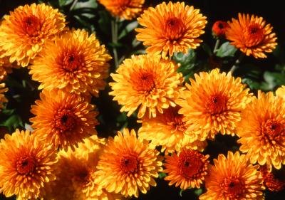 Fall & Winter Flowers in North Texas with