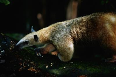 Anteaters have adapted to spend their entire lives among the canopy's buffet.