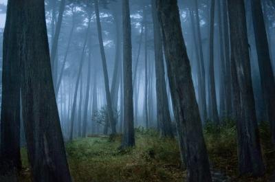 Cool forest