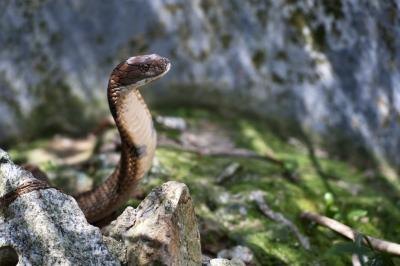 The amount of neurotoxins in a single bite from a king cobra can kill 20 people.