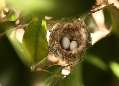 Hummingbirds normally don't lay more than two eggs.