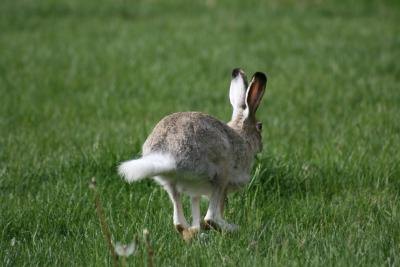 A rabbit hops across the lawn.