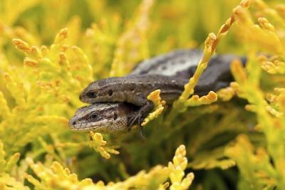 Some reptiles give birth to live young.