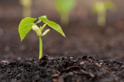 New plant growth