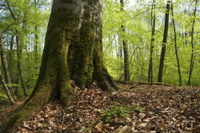 A tree that is covered in moss.