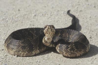 Blunt-Nosed viper