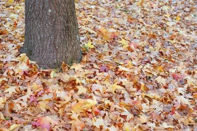 Sweetgum used to be used as a balm.
