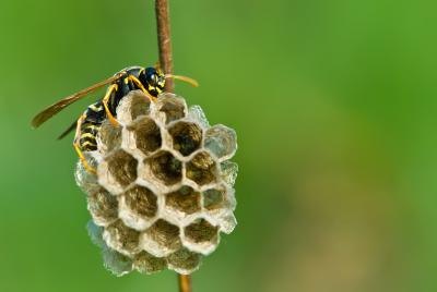 Steer clear of bees and wasps habitats.