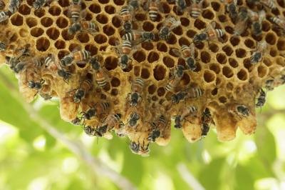 Bees working on hive