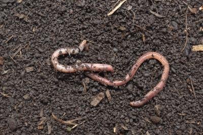 two earthworms mating