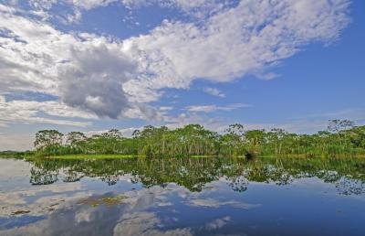 Amazon Rainforest.