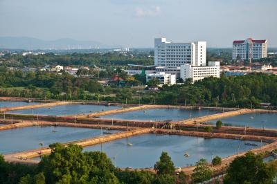 Shrimp farm