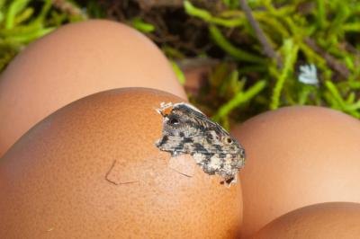 A lizard hatching.