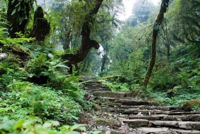 A forest in Nepal with ivy leaves