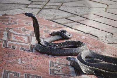 King cobras live in the rain forests in the plains of India, China and Southeast Asia.