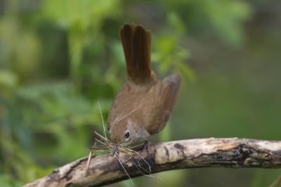 The female typically builds the nest.