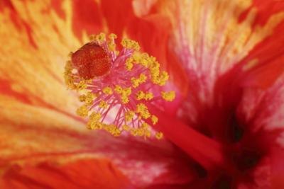 It's hard to identify pollen without a magnifying glass.