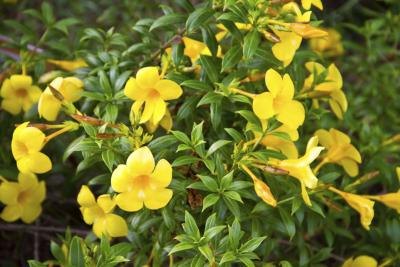 yellow bell flower plant