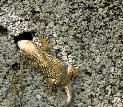 the Mediterranean gecko is the state's only vocal lizard