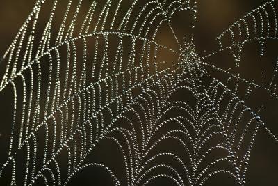 Spiders spin webs from silk they produce.