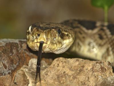 Diamondback snake. Diamondback snake.