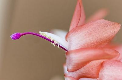 There are two distinct walls in the outer layer of pollen grains.