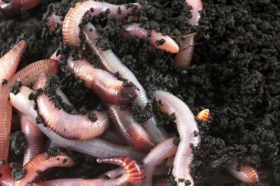 earthworms