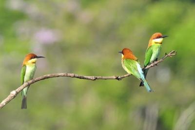 Some species of bird will migrate in the fall.