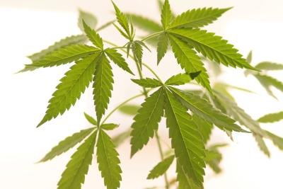 Examine the stem of a cannabis plant.