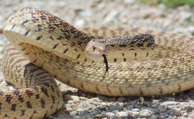 bull snake