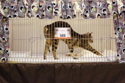 Arching the spine like a cat stretches the lower back. Arching the spine like a cat stretches the lower back.