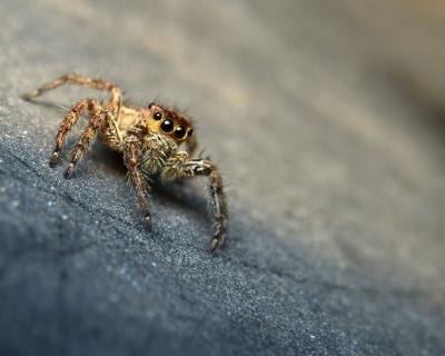 A spider crawls into a basement corner. A spider crawls into a basement corner.