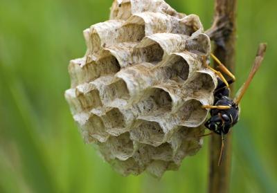 How Do Wasps Make Their Nests?