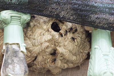 Wasps will only inhabit a nest for a single season.