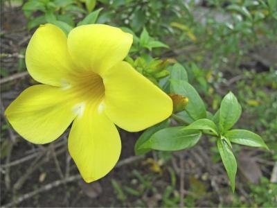 yellow bell flower beside green foliage