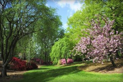 Crab apple trees.
