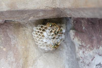 yellow jacket nest on wall