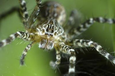 A close-up of a wolf spider in a web.