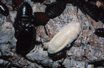 Maggots are used to treat bacterial infections in humans.