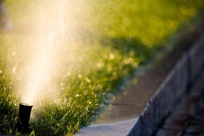 Do not overwater St. Augustine grass as it is not tolerant of excess moisture.