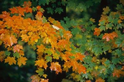 Where Does Photosynthesis Take Place?