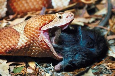 Snakes help control rodent populations.